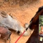 Cavalo tem as patas cortadas pelo dono após cavalgada em SP