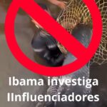 Ibama abre investigação após influenciadores interagirem com pirarucus no Rio Negro