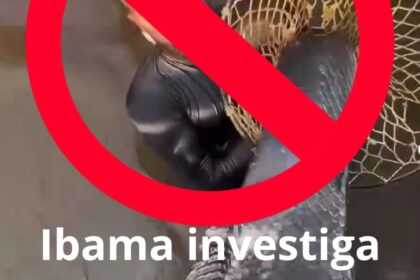 Ibama abre investigação após influenciadores interagirem com pirarucus no Rio Negro