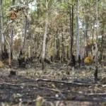 Ano de 2025 é quinto com maior área atingida por queimadas até agosto