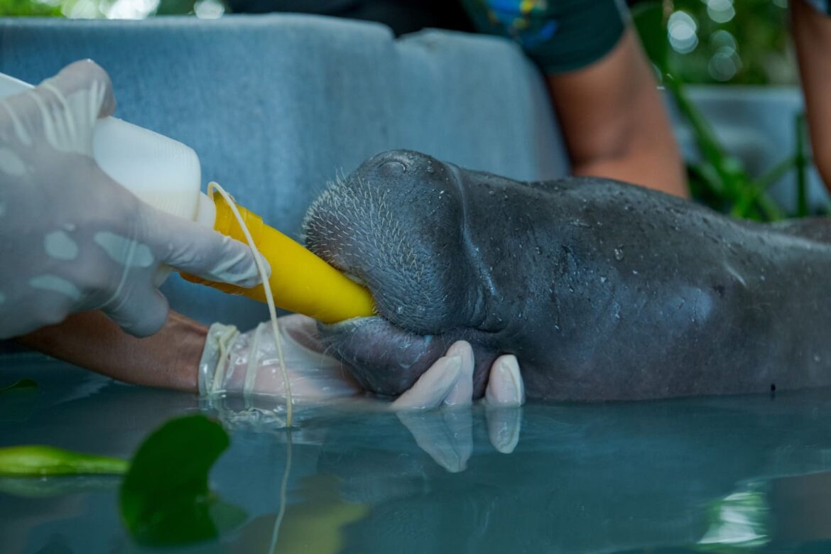 Filhote de peixe-boi é resgatado no interior do Amazonas