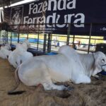 Expoagro 2025: Avanço genético e aumento na quantidade de animais em exposição marcam a 47ª edição