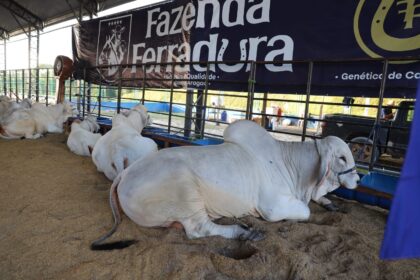 Expoagro 2025: Avanço genético e aumento na quantidade de animais em exposição marcam a 47ª edição