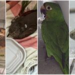 Ipaam resgata 39 animais silvestres em setembro