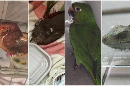 Ipaam resgata 39 animais silvestres em setembro