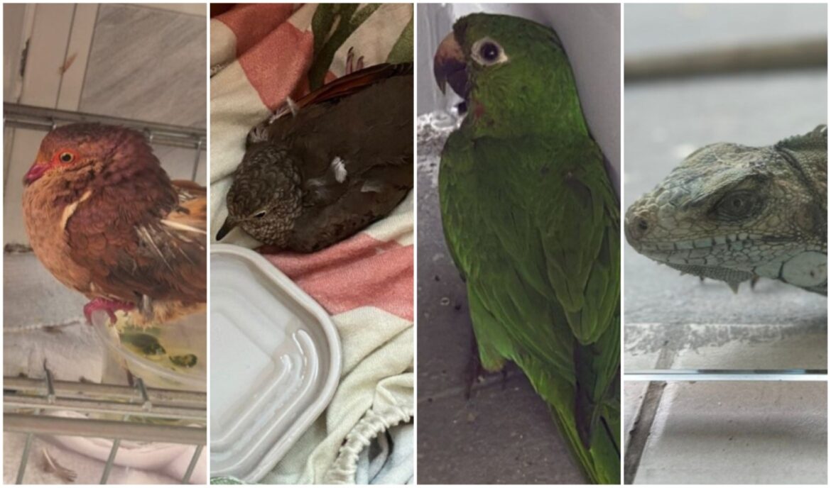 Ipaam resgata 39 animais silvestres em setembro