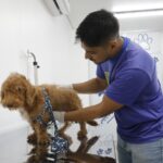 Hospital Público Veterinário do Amazonas inicia atendimentos a população