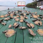 Vídeo: Ibama apreende 117 quelônios no Parque Nacional do Jaú