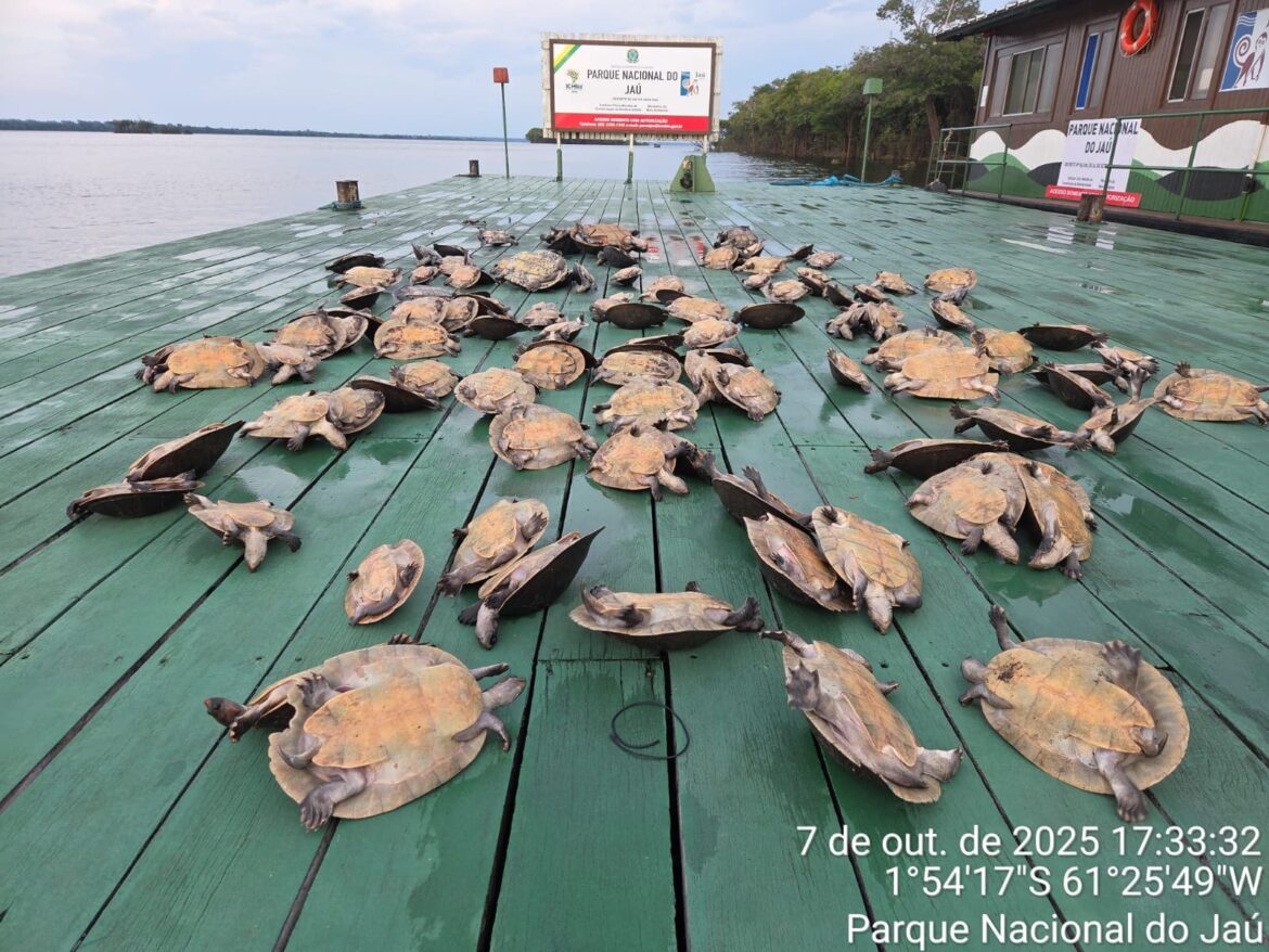 Vídeo: Ibama apreende 117 quelônios  no Parque Nacional do Jaú
