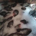 Órgãos ambientais apreendem cinco toneladas de peixe sem documentação no bairro Educandos