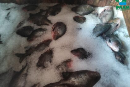 Órgãos ambientais  apreendem cinco toneladas de peixe sem documentação no bairro Educandos