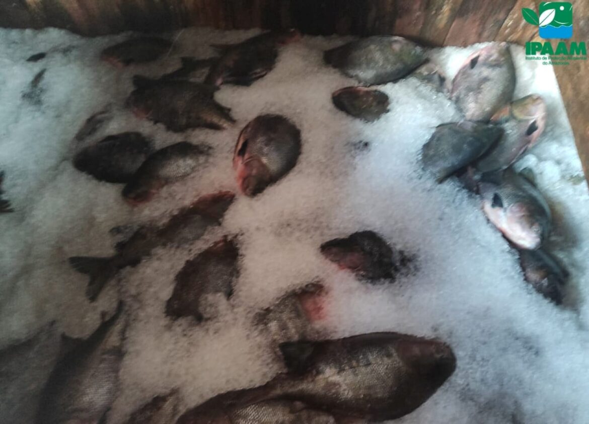 Órgãos ambientais  apreendem cinco toneladas de peixe sem documentação no bairro Educandos