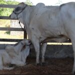 Adaf convoca produtores para atualização cadastral de animais até 15 de dezembro