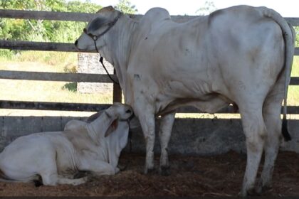 Adaf convoca produtores para atualização cadastral de animais até 15 de dezembro