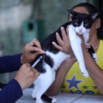 Campanha de vacinação antirrábica tem 33 pontos fixos para imunizar cães e gatos em Manaus