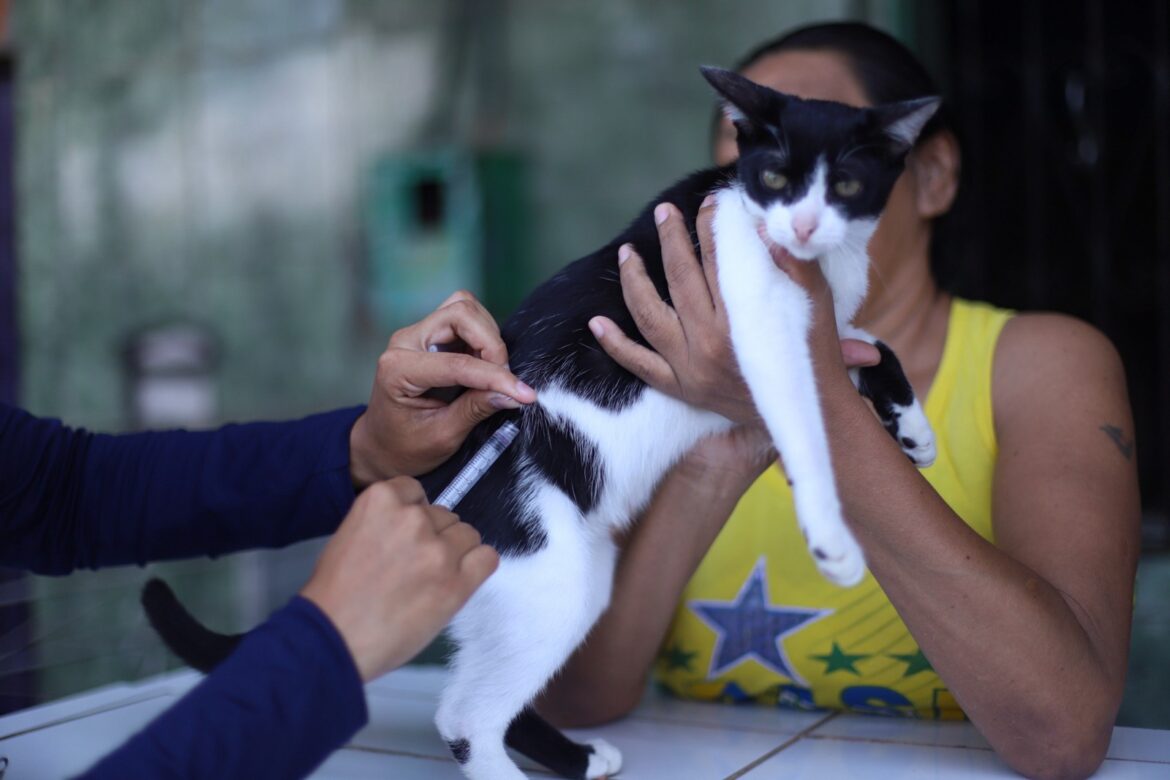 Campanha de vacinação antirrábica tem 33 pontos fixos para imunizar cães e gatos em Manaus