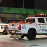 Motociclista sem capacete é preso após tentar fugir e agredir autoridades durante fiscalização 