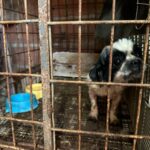 Mais de 20 animais são resgatados de canil clandestino desarticulado pela Sepet