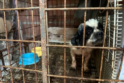 Mais de 20 animais são resgatados de canil clandestino desarticulado pela Sepet