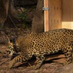 Onça-pintada resgatada no meio do Rio Negro é devolvida à natureza após operação de 24 horas, no Amazonas