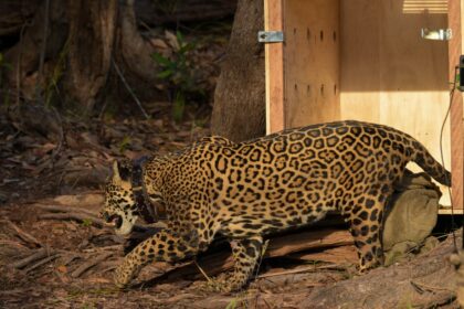 Onça-pintada resgatada no meio do Rio Negro é devolvida à natureza após operação de 24 horas, no Amazonas