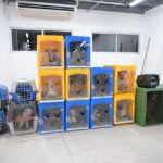 Operação resgata 24 cachorros em situação de maus-tratos no bairro Flores, em Manaus