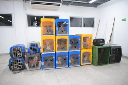 Operação resgata 24 cachorros em situação de maus-tratos no bairro Flores, em Manaus
