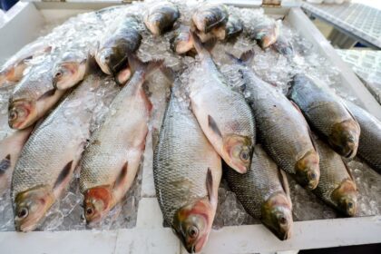 Feirão do Pescado segue até este sábado, em dois pontos da capital