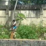 Vídeo: homem invade jaula e é morto por leoa em zoológico na Paraíba