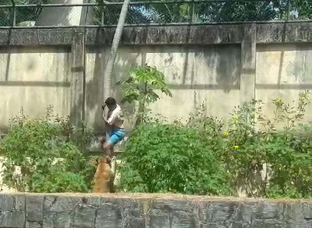 Vídeo: homem invade jaula e é morto por leoa em zoológico na Paraíba