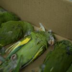 Imprudência no trânsito resulta na morte e ferimento de dezenas de periquitos na avenida Ephigênio Salles