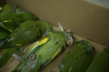 Imprudência no trânsito resulta na morte e ferimento de dezenas de periquitos na avenida Ephigênio Salles