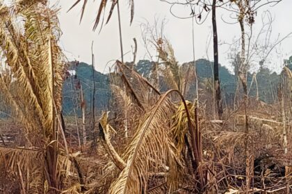 Justiça condena responsável por desmatamento ilegal em Manicoré