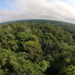 Amazonas tem menor número de alertas de desmatamento dos últimos oito anos