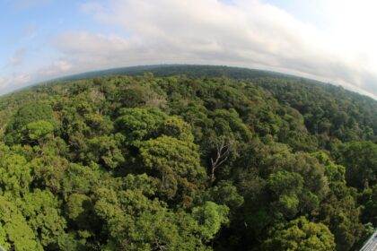 Amazonas tem menor número de alertas de desmatamento dos últimos oito anos