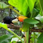 Projeto de pesquisa faz levantamento de animais presentes nos parques e museus de Manaus