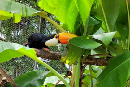 Projeto de pesquisa faz levantamento de animais presentes nos parques e museus de Manaus