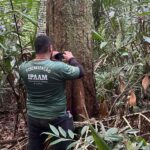Período do Defeso Florestal inicia nesta quinta-feira no Amazonas