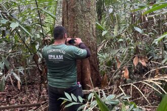 Período do Defeso Florestal inicia nesta quinta-feira no Amazonas