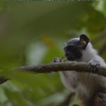 IBAMA fiscaliza empreendimentos em áreas de ocorrência do Sauim-de-coleira, espécie símbolo de Manaus