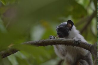 IBAMA fiscaliza empreendimentos em áreas de ocorrência do Sauim-de-coleira, espécie símbolo de Manaus