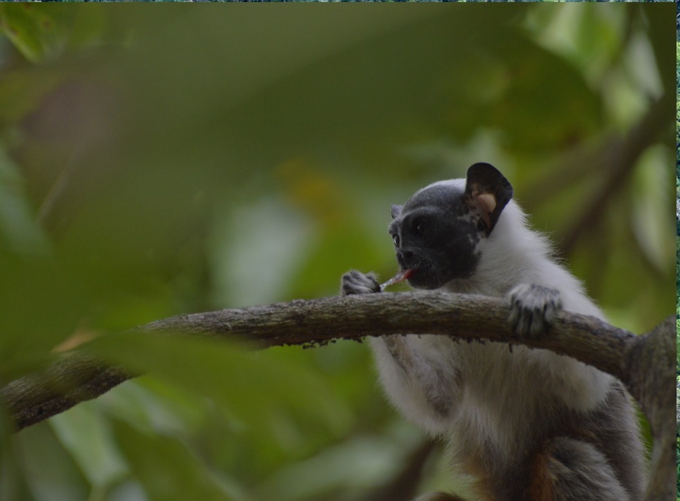 IBAMA fiscaliza empreendimentos em áreas de ocorrência do Sauim-de-coleira, espécie símbolo de Manaus