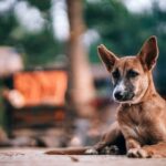 Justiça notifica município de Ipixuna a combater o abandono de animais