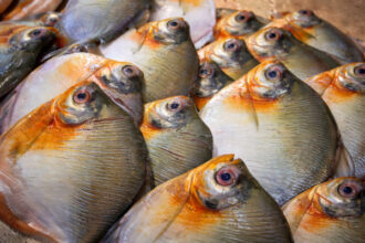 Vigilância em saúde apresenta análise dos casos de Doença de Haff no estado