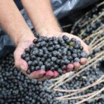 Açaí é reconhecido oficialmente como fruta autenticamente brasileira
