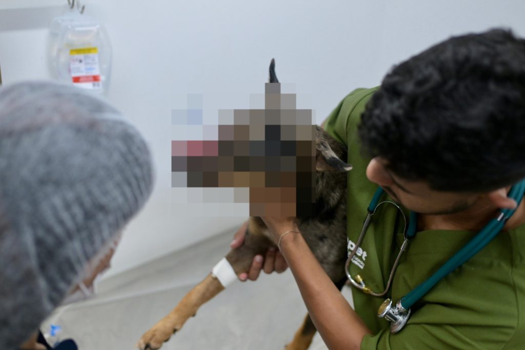 Cachorro é ferido a golpe de terçado na comunidade Nossa Senhora do Livramento