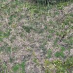 Ipaam autua três pessoas e aplica mais de R$ 1,7 milhão em multas em Humaitá