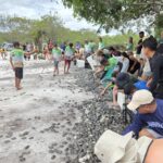 Mais de 56 mil filhotes de quelônios são soltos em comunidades da RDS do Uatumã