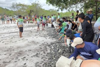 Mais de 56 mil filhotes de quelônios são soltos em comunidades da RDS do Uatumã