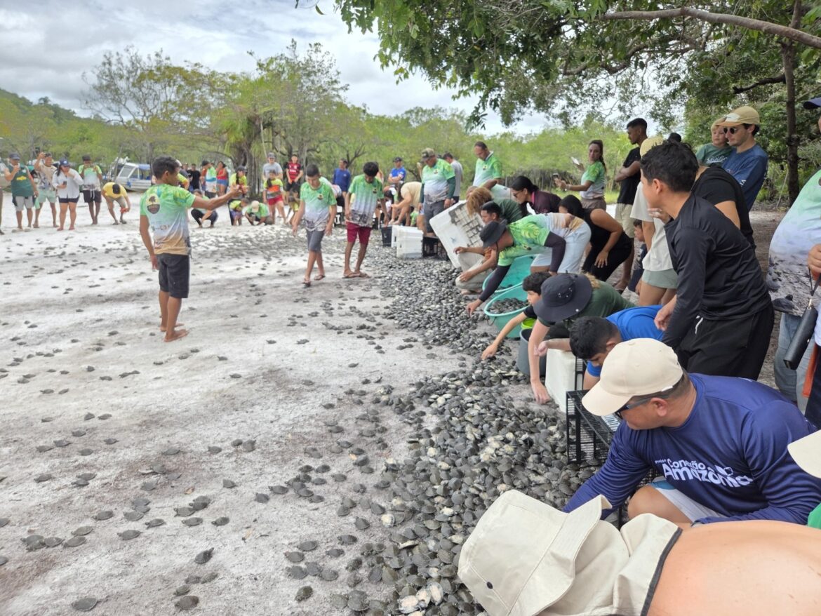 Mais de 56 mil filhotes de quelônios são soltos em comunidades da RDS do Uatumã